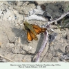 hesperia comma male1